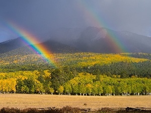 rainbows, Mountains, autumn, woods