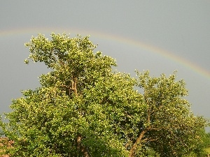 Great Rainbows, trees