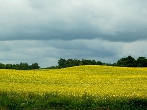 rape, Field