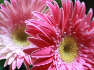 rapprochement, gerberas, Flowers, Pink