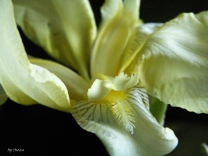 iris, rapprochement, Yellow