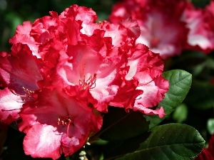 rapprochement, Colourfull Flowers, rhododendron, Red