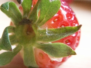 rapprochement, Strawberry