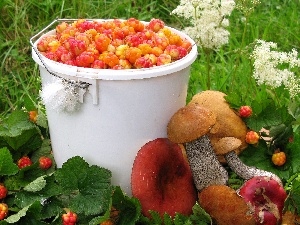 bucket, raspberries, mushrooms