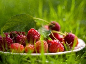 raspberries, plate, Green, grass