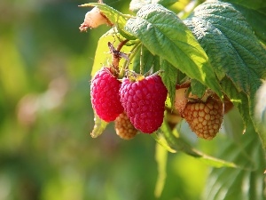 raspberries, maturing