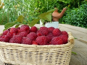 raspberry, red, basket, ripe