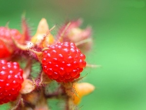 raspberry, many