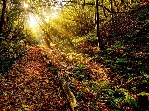 autumn, rays, fern, forest, sun, Path, Leaf