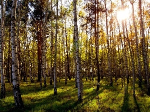 rays of the Sun, birch, forest