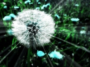 rays, dandelion