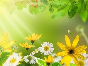Spring, rays of the Sun, Flowers, Leaf