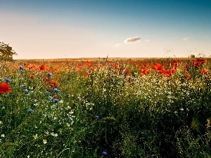 rays, cornflowers, camomiles, Meadow, sun, papavers