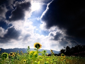 rays, Mountains, clouds, Field, sun, sunflowers