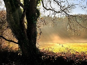 sun, rays, forest, car in the meadow