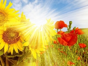 rays, Meadow, Nice sunflowers, sun, papavers