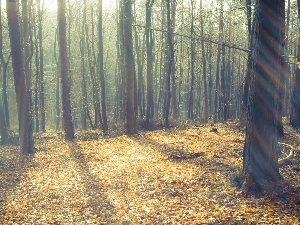 rays, forest, trees, sun, viewes