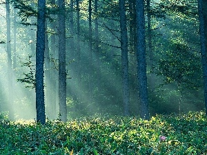 rays, grass, trees, sun, viewes