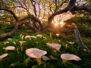 rays, trees, viewes, Calla, sun, forest