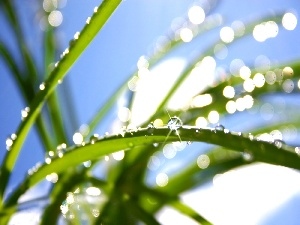rays, drops, water, Leaf, sun, grass