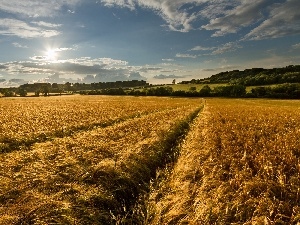 rays, medows, woods, field, sun, corn