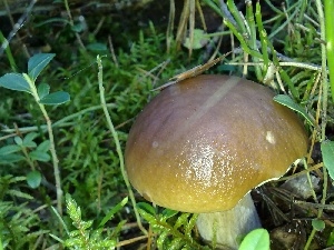 Real mushroom, Plants, Mushrooms
