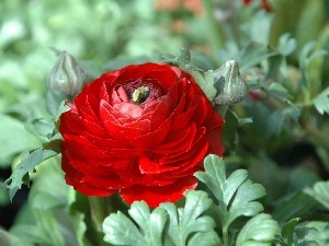 Red, buttercup, Asian Ranunculus