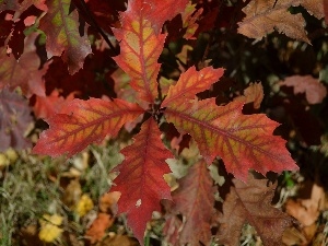 red, oak, Autumn, Leaf