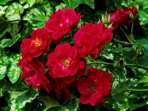 balcony, Red, Flowers