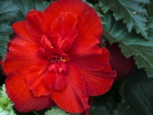 red hot, begonia, Beauty