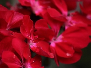 bouquet, red, Flowers