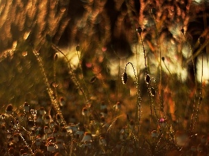 red weed, chamomile, Flowers, Buds, Meadow