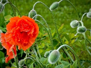 red weed, Buds, Red