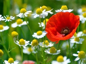 chamomile, red weed