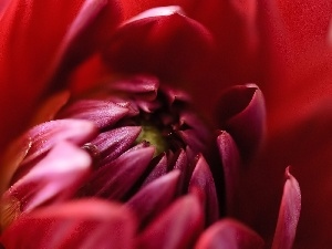 chrysanthemum, red hot