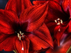 Red, amaryllis, Colourfull Flowers