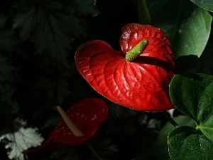 Red, Anturium, Colourfull Flowers