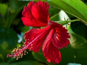 Red Hibiscus, Colourfull Flowers