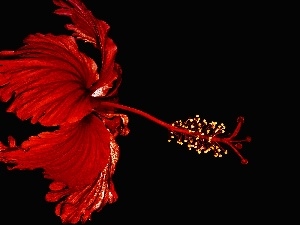 Red, hibiskus, Colourfull Flowers