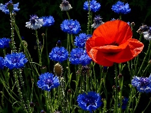 cornflowers, red weed