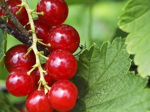 red hot, currant, leaves