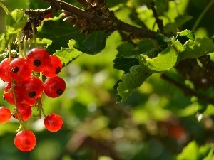 currant, red hot