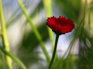 daisy, red hot