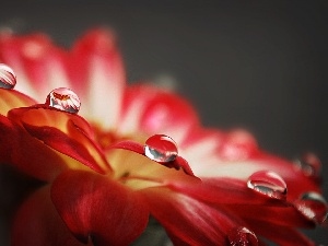 Red, Colourfull Flowers, drops, rain