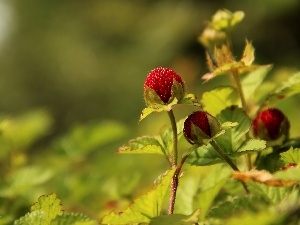 Red, fruit, Duchesnea Indica