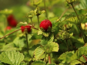 Red, fruit, Duchesnea Indica