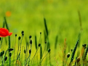 red weed, Ears, Red