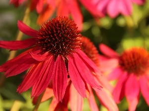 echinacea, red hot