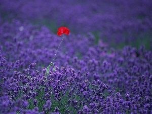 red weed, Red, Field, lavender