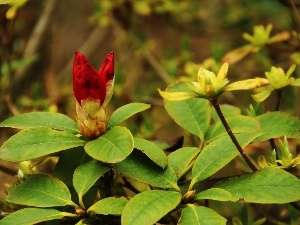 Colourfull Flowers, Red, rhododendron, Bush